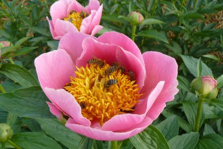 Pfingstrose Gedenken, Paeonia Hybride